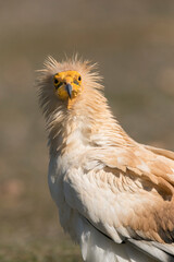 Egyptian Vulture, Neophron percnopterus