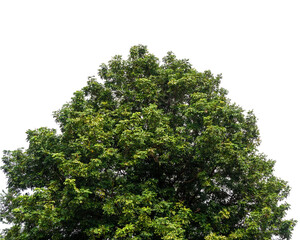 Green bush isolated on white background with copy space and  clipping path.