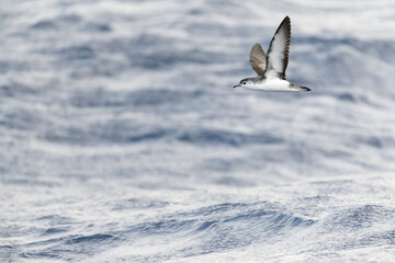 Barolo shearwater, Puffinus baroli