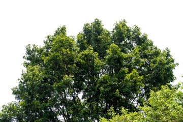 Green bush isolated on white background with copy space and  clipping path.