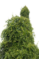 Green bush isolated on white background with copy space and  clipping path.