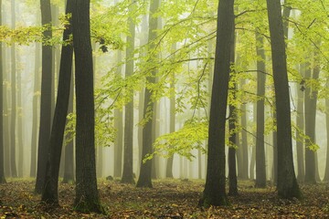 Autumn forest with bright green color of leaves, fog in the background between the tree trunks