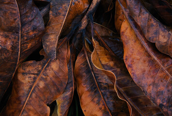 Fototapeta na wymiar The vivid color look of the dried leaves after the rain
