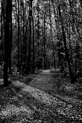 Fototapeta premium Sunny day in the autumn forest.