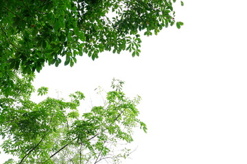 leaves isolated on white background
