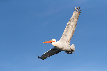 Kroeskoppelikaan, Dalmatian Pelican, Pelecanus crispus