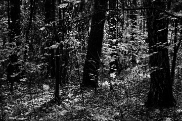 Fototapeta premium Sunny day in the autumn forest.