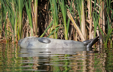 Common seal resting in shallow waters