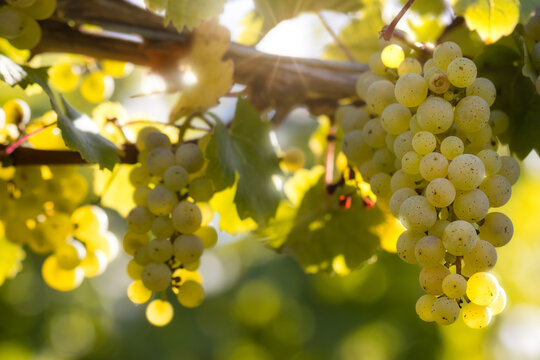 Sunlit white grapes in the vineyard