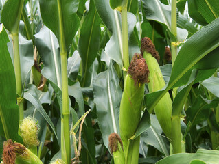 Close-up view of maize ears in the maize field, covered by the protective green bracts and greenish-yellow and brown maize mustache. Individual raindrops on the plant.