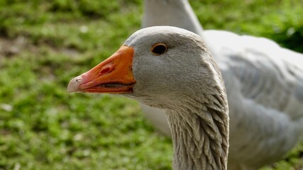 Gans, Gänse - Nahaufnahmen, verschiedene Farben