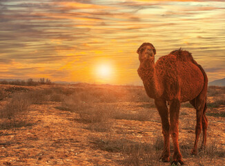 a camel at sunset in Karakum desert in Turkmenistan