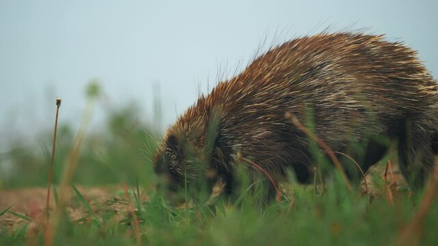 Small porcupine feeds on the ground - Close shot, slow motion.