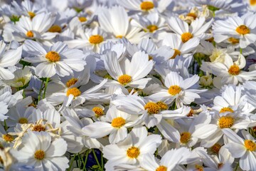 white flowers in the garden