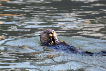 An otter having a little snack