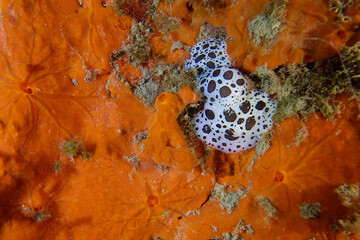 Dotted sea-slug (Peltodoris atromaculata) in Mediterranean Sea