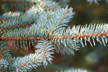 Raindrops on the branches of a blue spruce