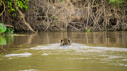 Jaguar in Pantanal © F.C.G.