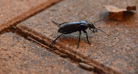 Zu besuch