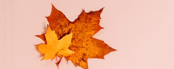 Bright autumn maple leaves on beige paper background. Seasonal fall composition, thanksgiving day concept. Creative flatlay, top view, copy space