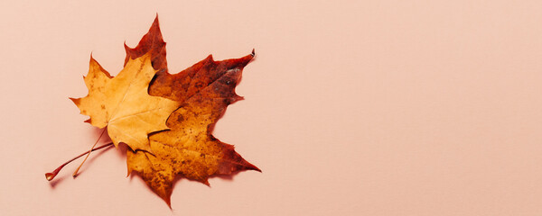 Bright autumn maple leaves on beige paper background. Seasonal fall composition, thanksgiving day concept. Creative flatlay, top view, copy space