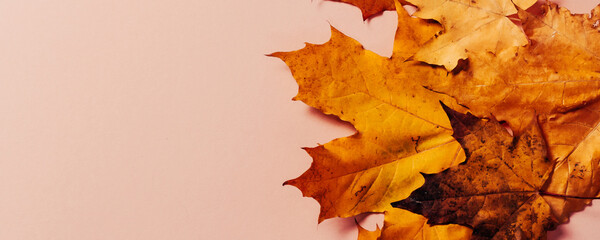 Bright autumn maple leaves on beige paper background. Seasonal fall composition, thanksgiving day concept. Creative flatlay, top view, copy space