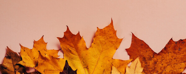 Bright autumn maple leaves on beige paper background. Seasonal fall composition, thanksgiving day concept. Creative flatlay, top view, copy space