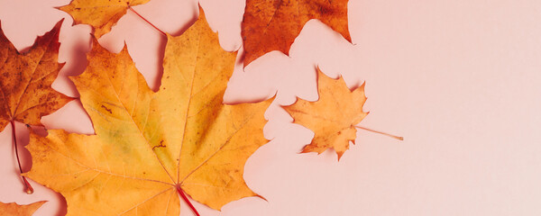 Bright autumn maple leaves on beige paper background. Seasonal fall composition, thanksgiving day concept. Creative flatlay, top view, copy space