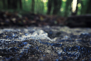 Bright spring greens at dawn in the forest. Nature comes to life in early spring.