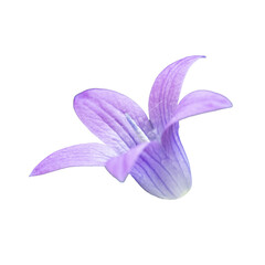 blossom of spreading bellflower (campanula patula) on white