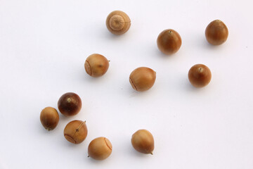 Acorns on a white background