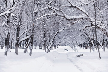 Winter forest landscape. Tall trees under snow cover. January frosty day in the park.