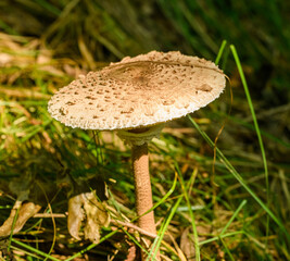 parasol mushroom (Macrolepiota procera) opened cap