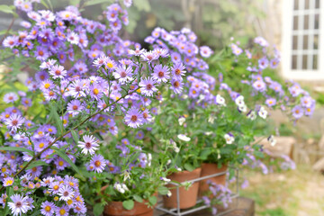 bush of aster flowers blooming  in the garden of a rural house
