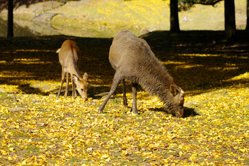 イチョウと鹿