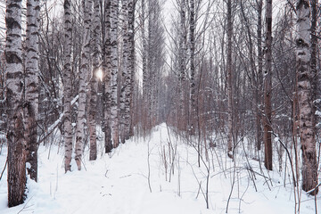Winter forest landscape. Tall trees under snow cover. January frosty day in the park.
