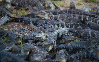 Eine große Gruppe vieler gefährlicher Jungtiere Alligatoren, Krokodilen, Kaimane