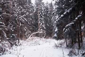 Winter forest landscape. Tall trees under snow cover. January frosty day in the park.