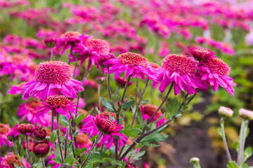 Chrysanthemums with pink flowers on a flowerbed close-up