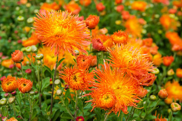 Chrysanthemums with big yellow-orange flowers on a flowerbed