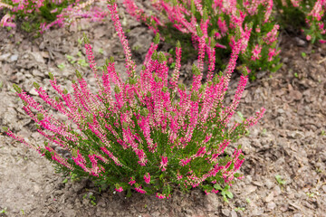 Shrub of flowering common heather with mauve flowers