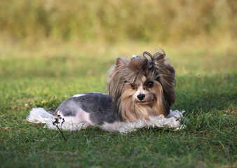 Biewer Terrier dod lies on the grass in nature.