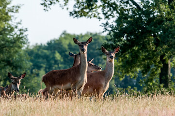 Red Deer (Cervus elaphus)