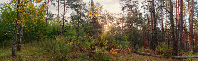 Panorama of deciduous and coniferous autumn forest backlit by sunlight