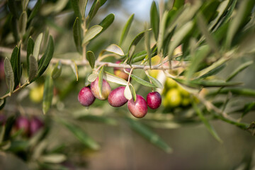 Aceitunas, olivo, olivas, hojas, recogida, mano, cosecha, 