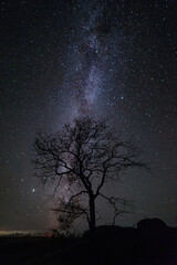 Night landscape with lonely tree