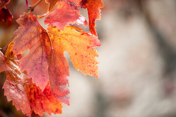 Viña, hojas,otoño, estación, otoñal, vendimia