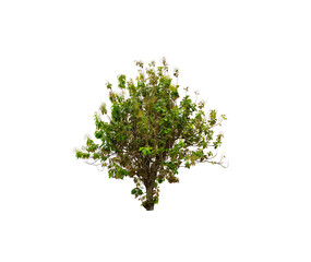 Green Tree isolated on white background with clipping path.