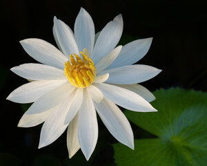 Closeup view of bright white and yellow night blooming water lily nymphaea flower isolated on natural background