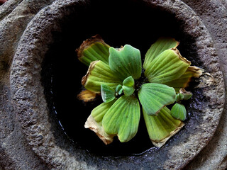 flower in the garden